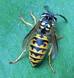 Billedet viser en hveps